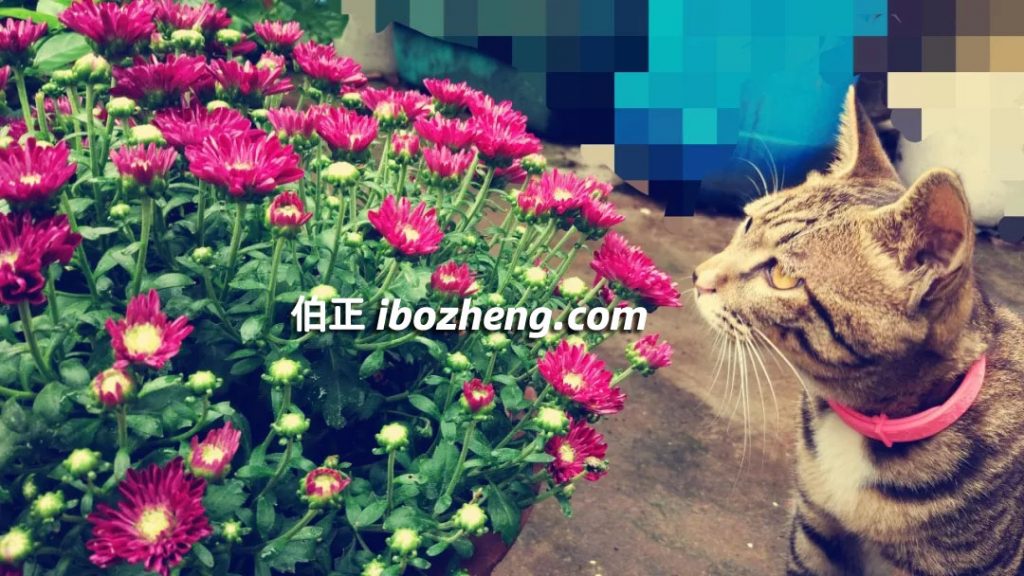 宠物,猫