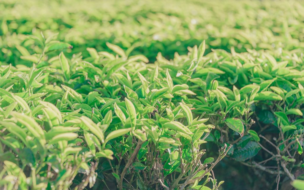 茶树,茶经,茶,陆羽