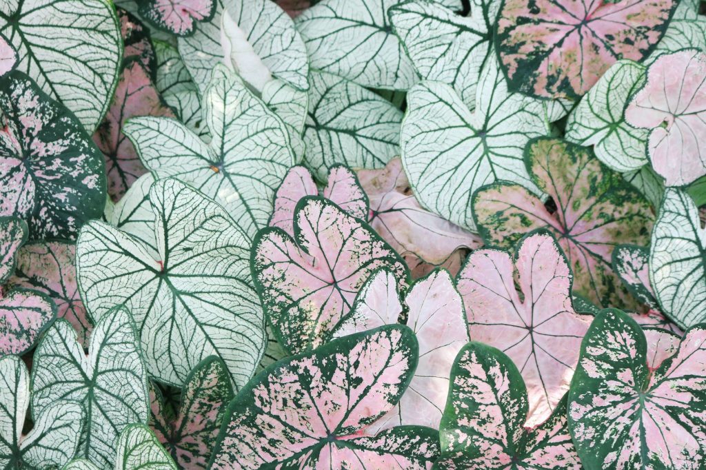 黑匣子思维,闭路循环,植物,花草,蝴蝶花,美图,壁纸