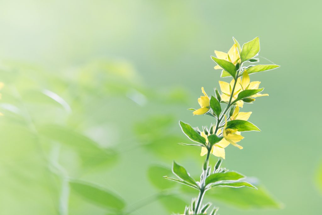 立夏,二十四节气