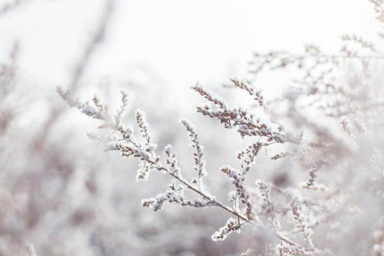 小雪节气
