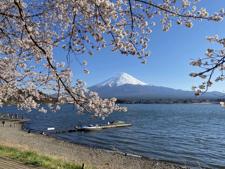 富士山樱花