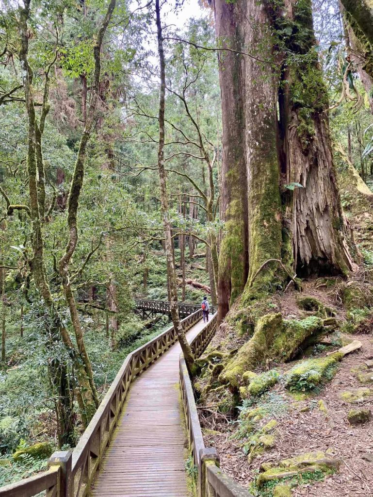 阿里山巨木步道