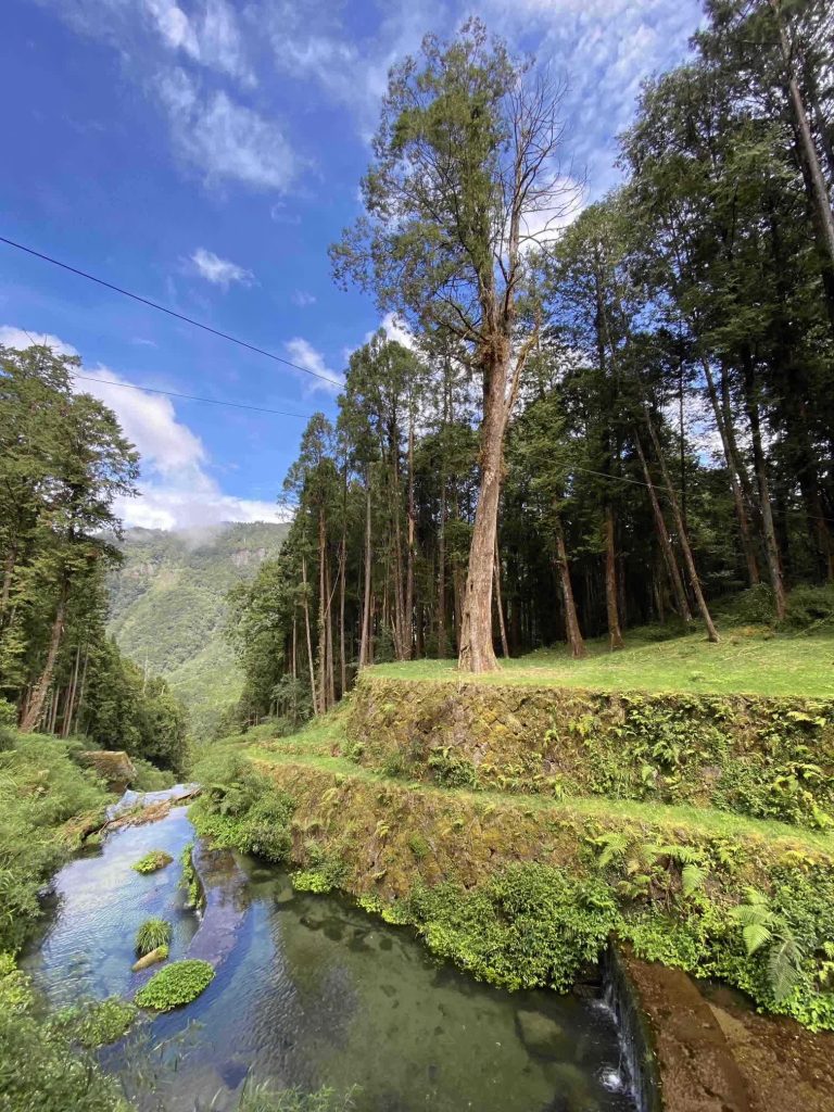 阿里山巨木步道