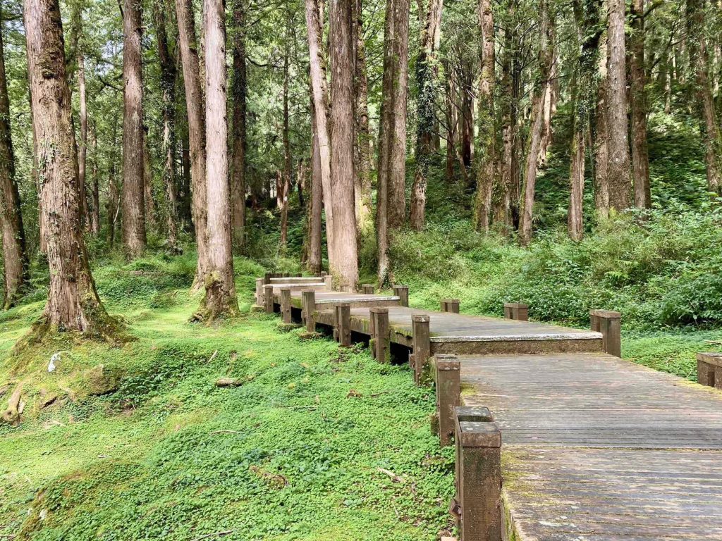 阿里山巨木步道